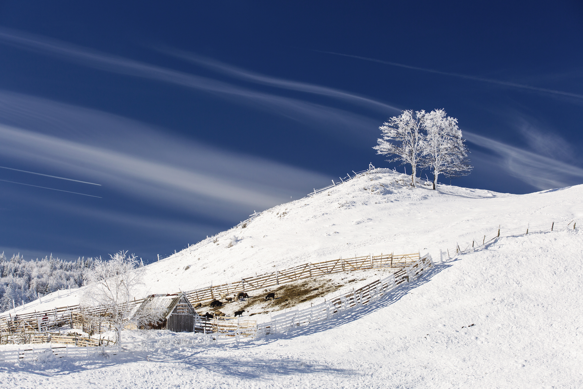 Single tree in frost, landscape in snow against blue sky