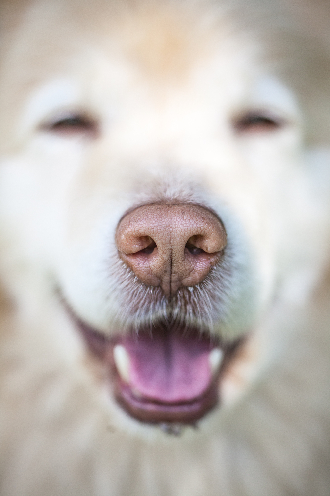 Close up portrait of a Finnish Lapphund