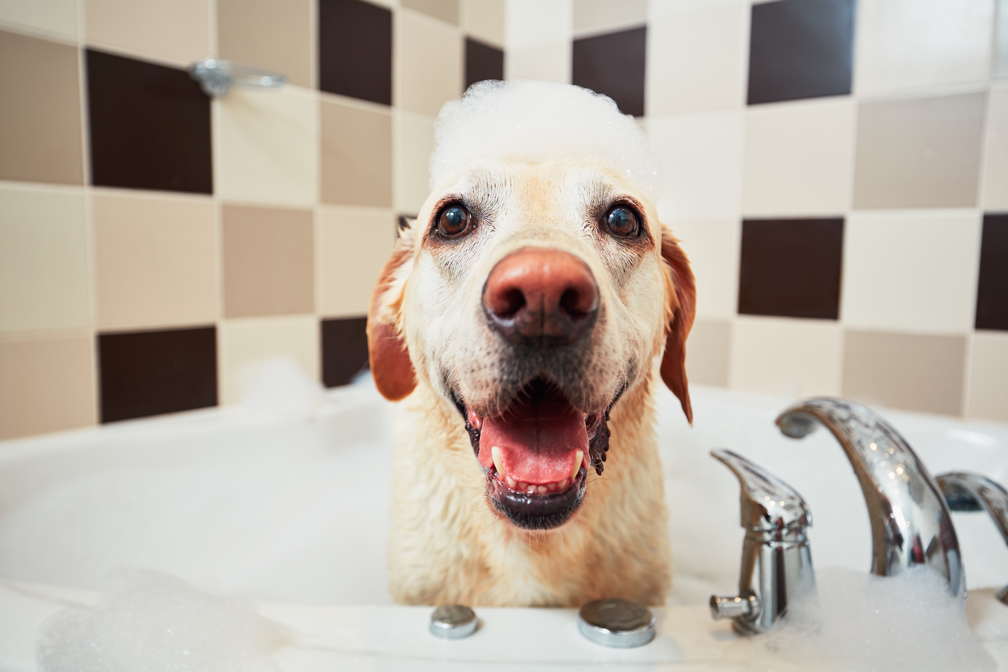 A happy dog in the bath looking toward the camera
