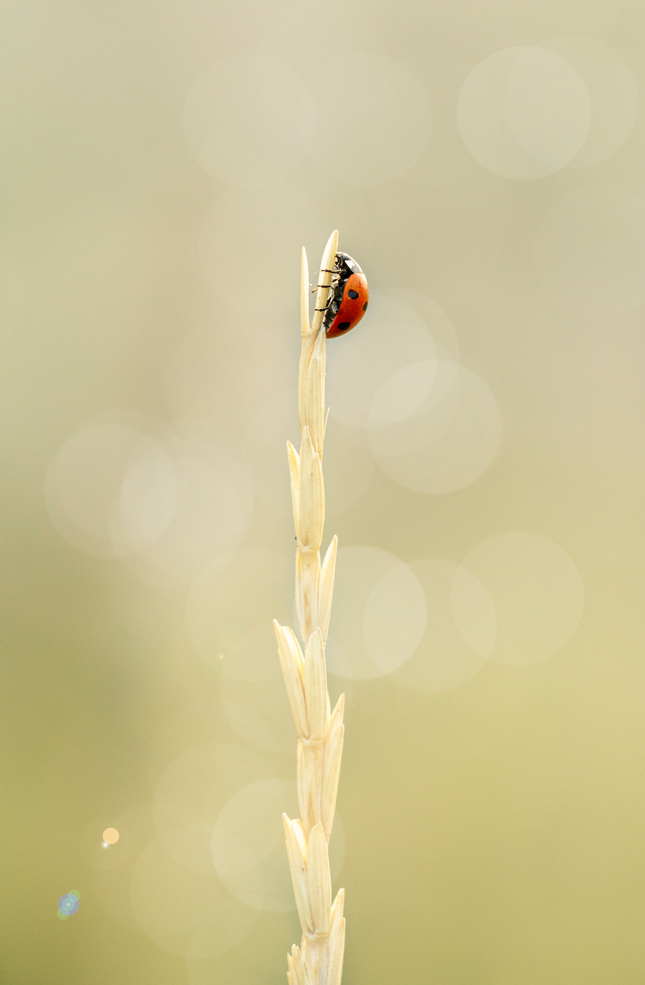 Ladybug Coccinella septempunctata resting on a dry blade of grass