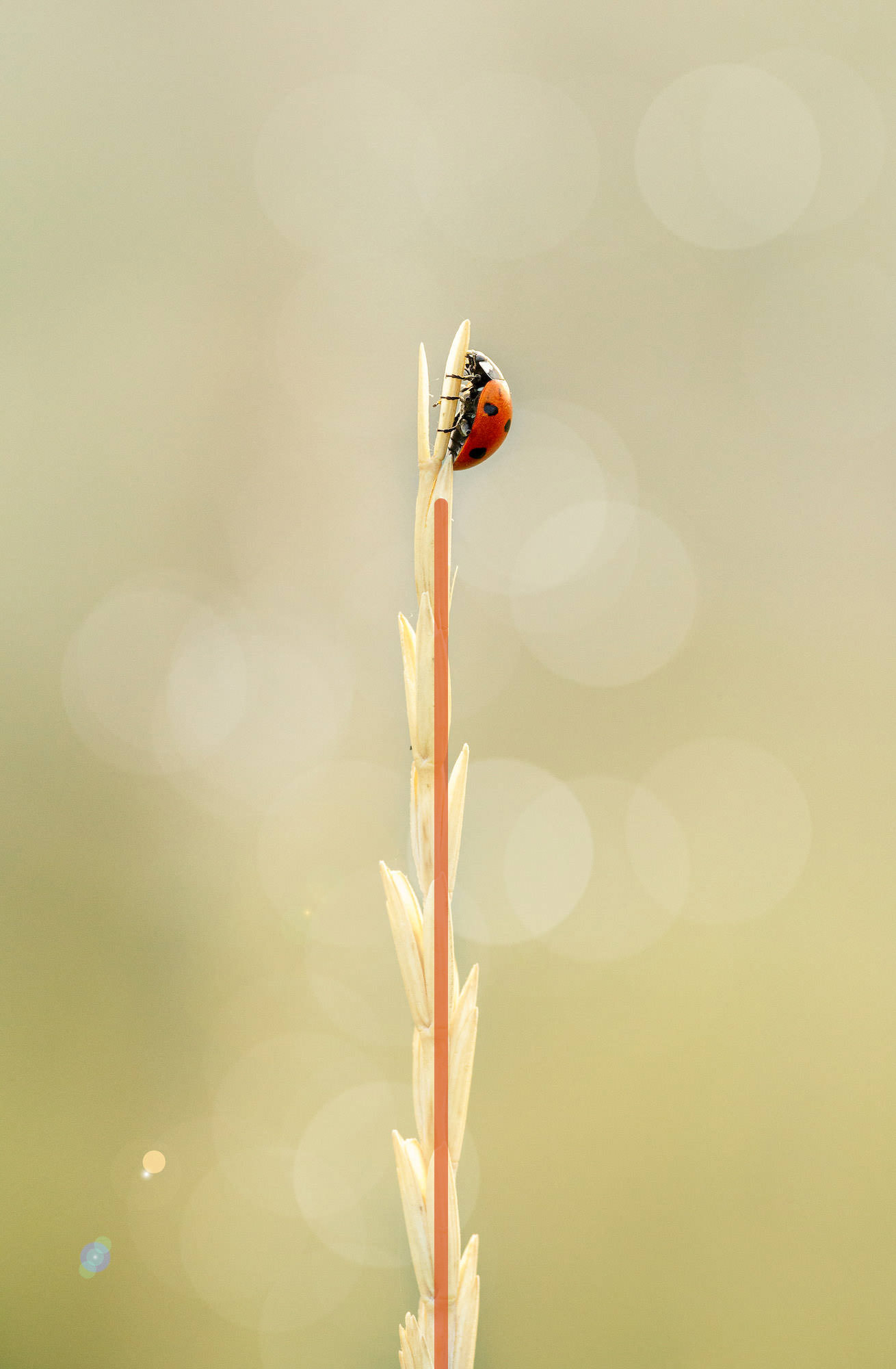 Ladybug Coccinella septempunctata resting on a dry blade of grass with an added leading line to show the compositional tecnhique