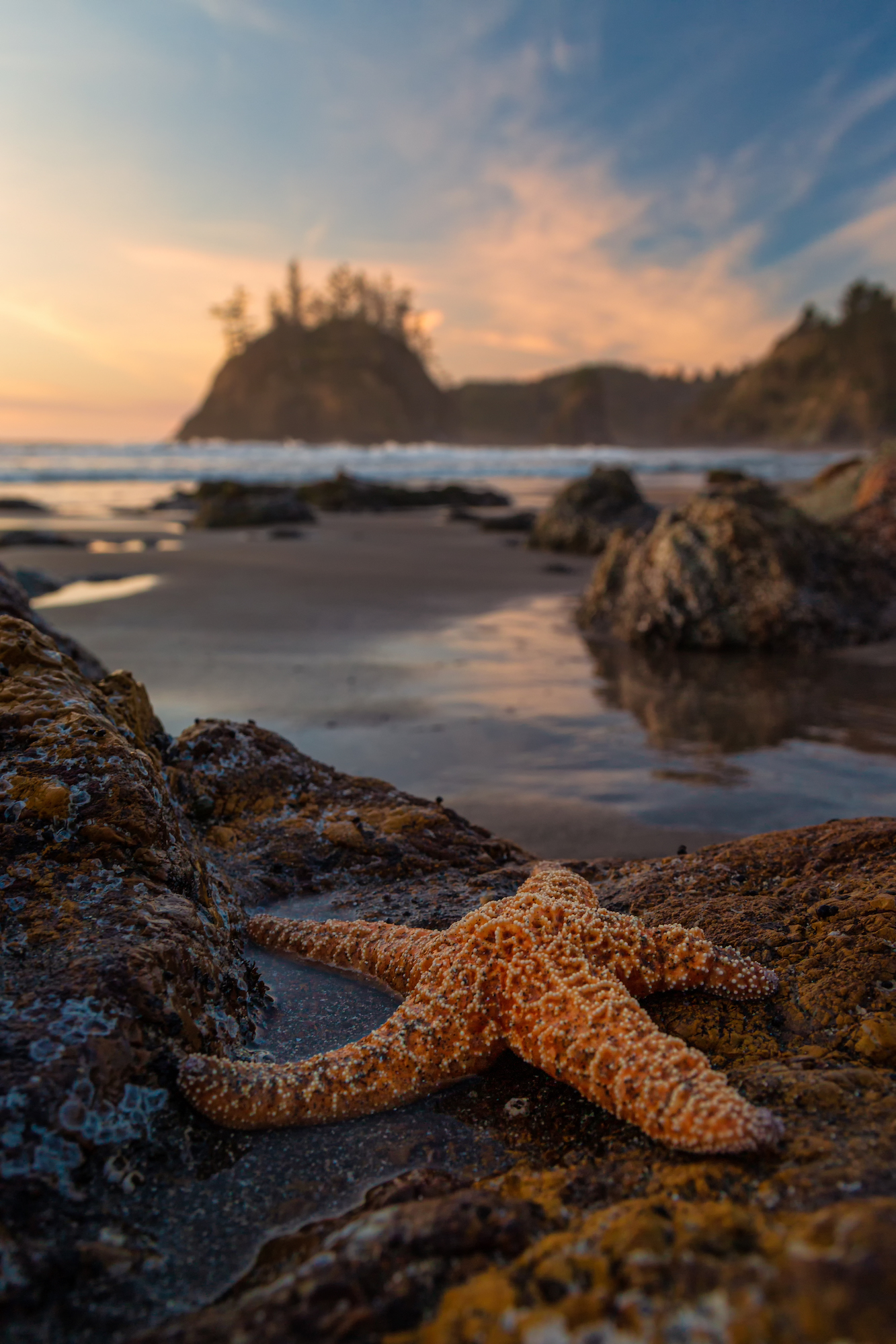 Seascape with a starfish taken from a low vantage point