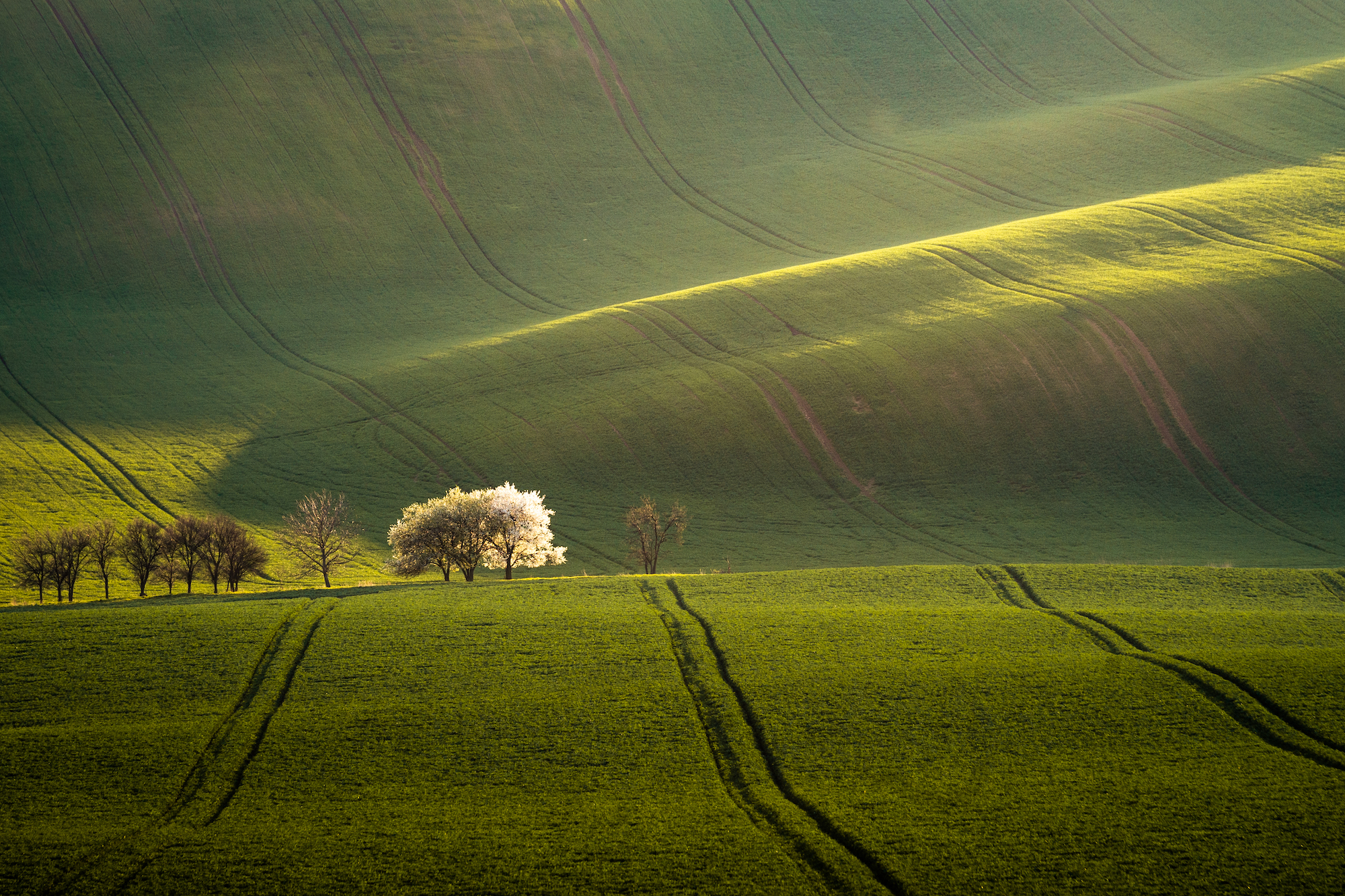 Minimalist landscape of blooming fruit trees among the fields in Moravia, Czech Republic
