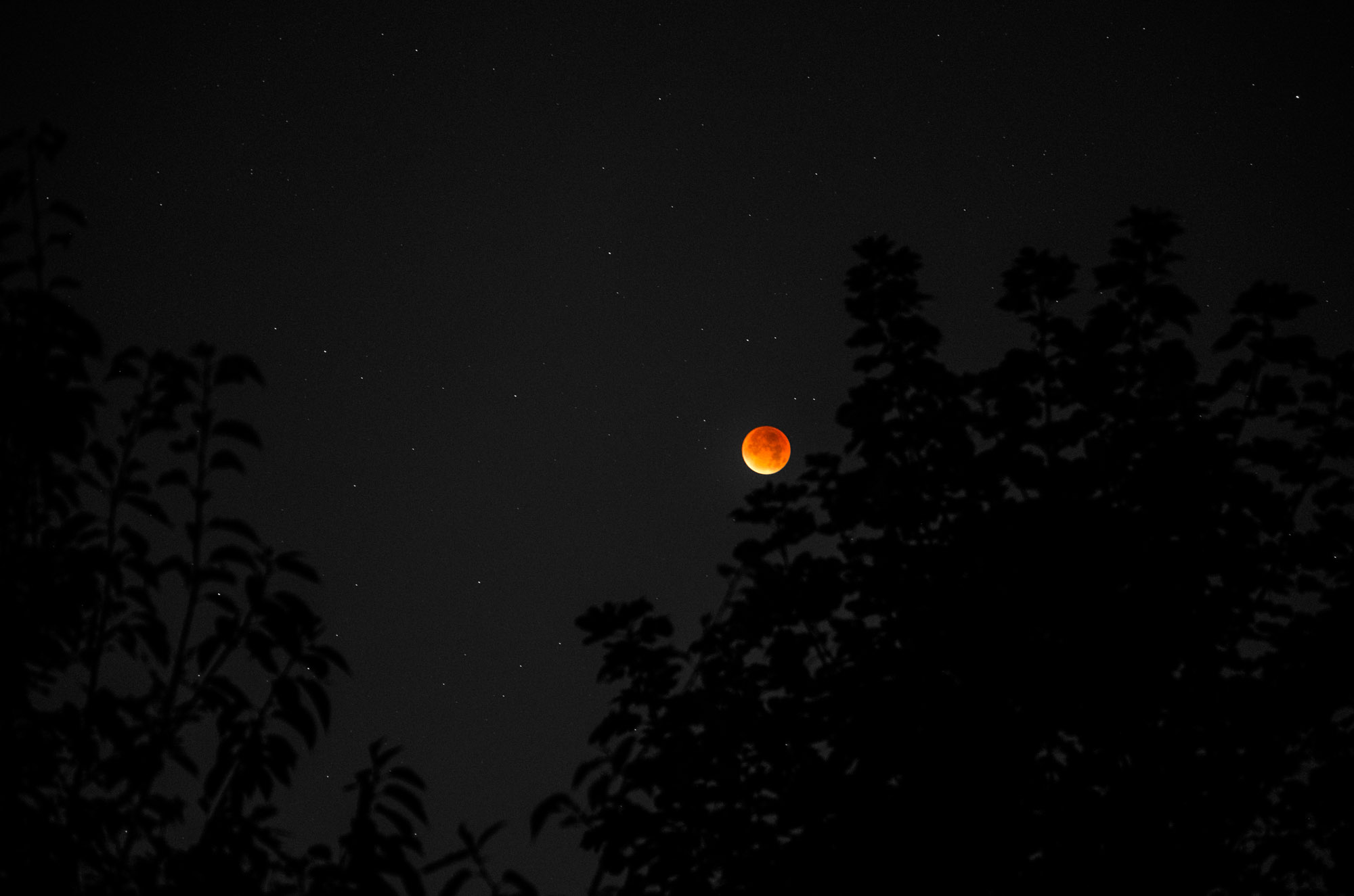The blood moon with foliage in the foreground