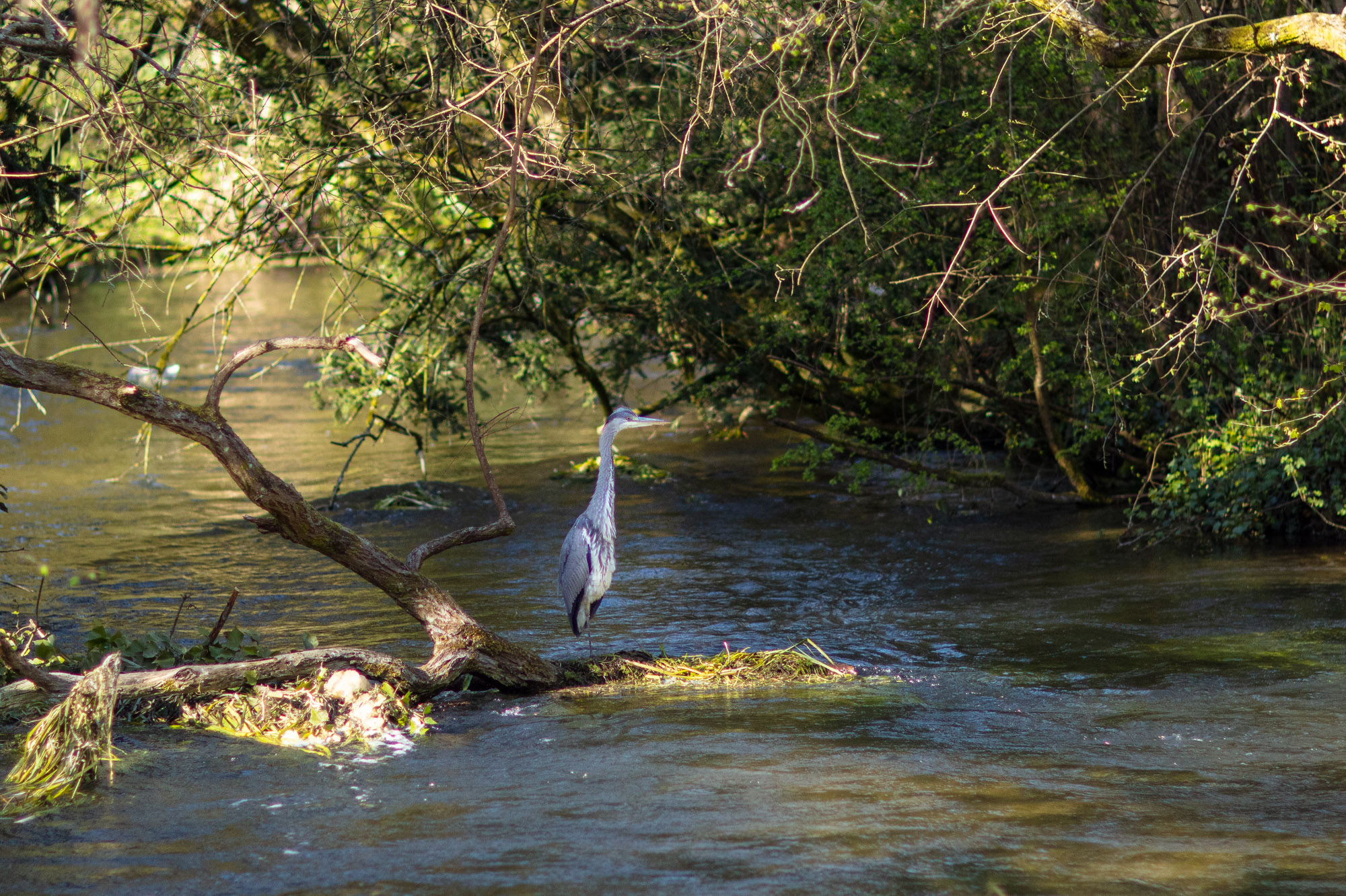 A heron standing at the side of the river