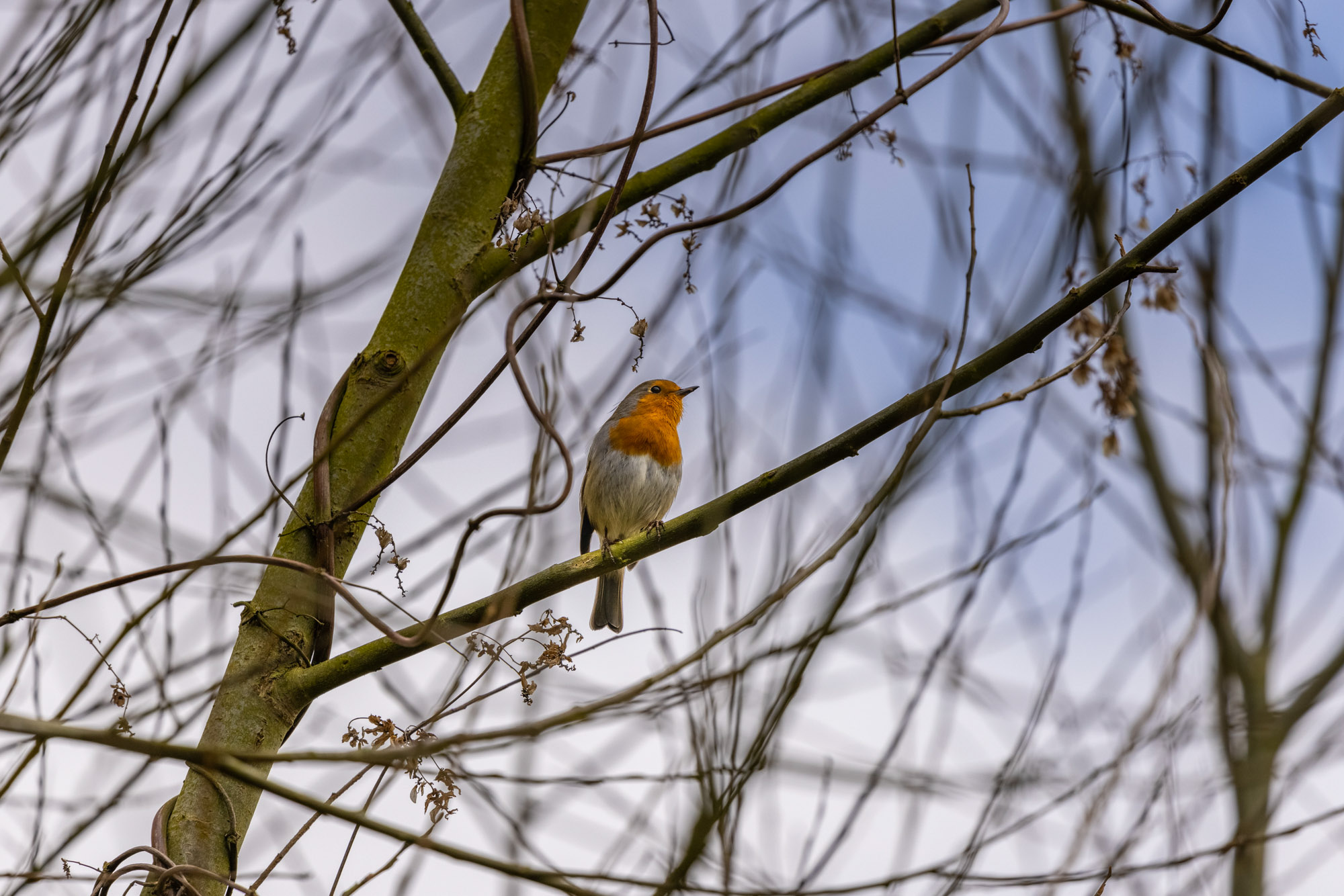 Robin perched on a branch in winter