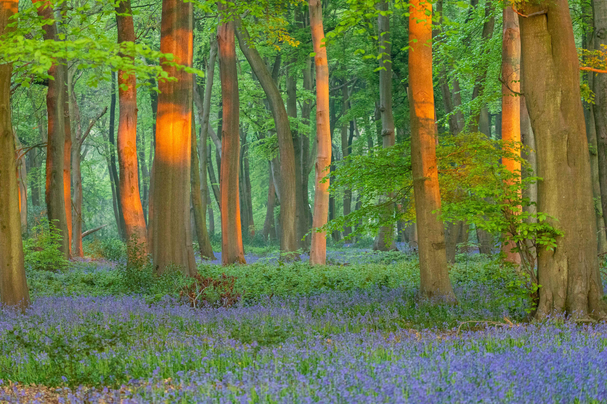 Bluebells in the forest in the Spring