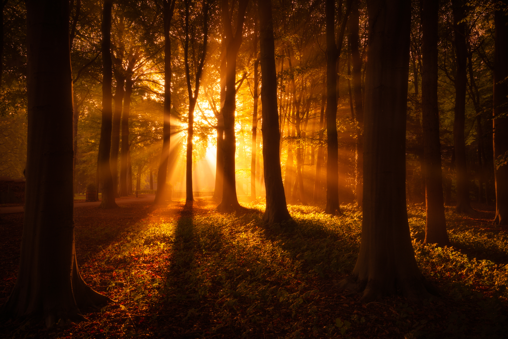 Golden hour in the forest with the sun shining through the trees