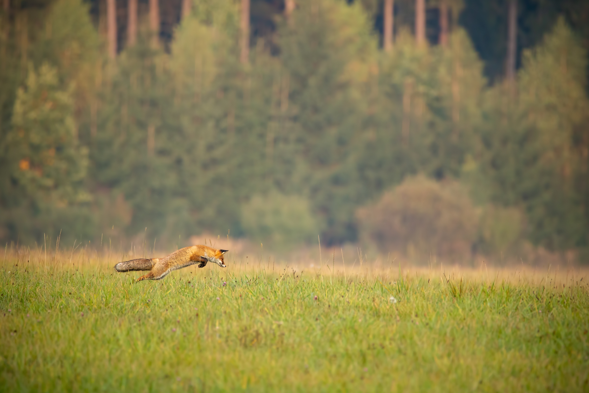 Fox jumping through a meadow in autumnal woodland