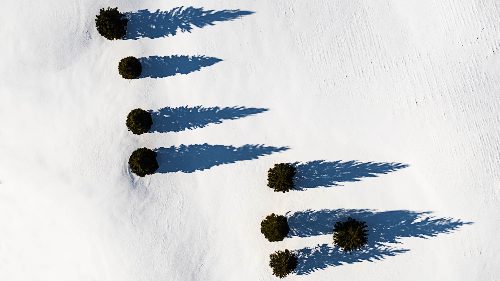 A group of trees shot with the drone with their shadow cast on the snow