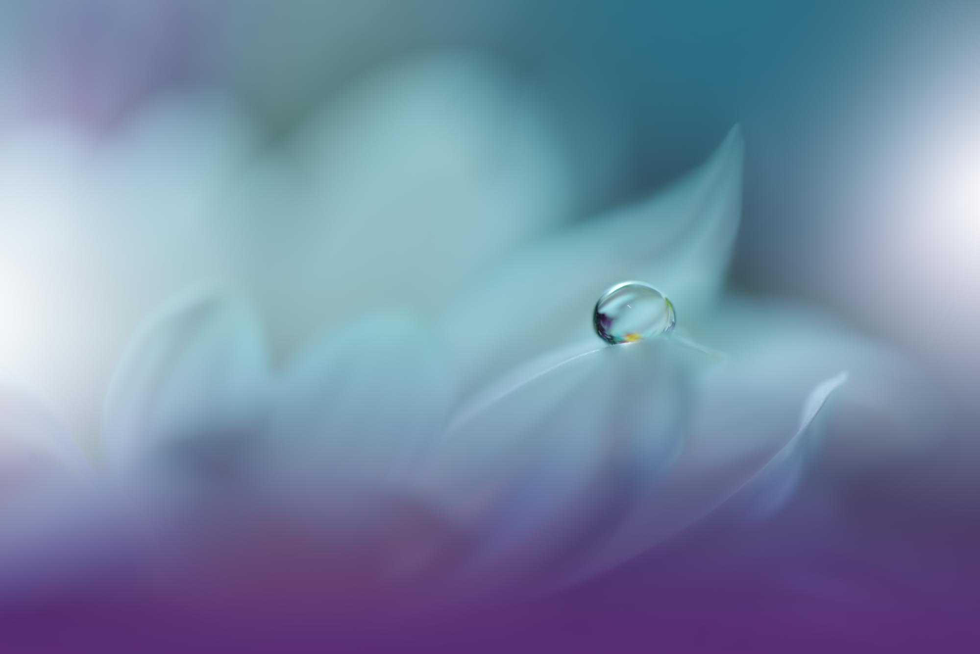 White daisy macro with a pastel background
