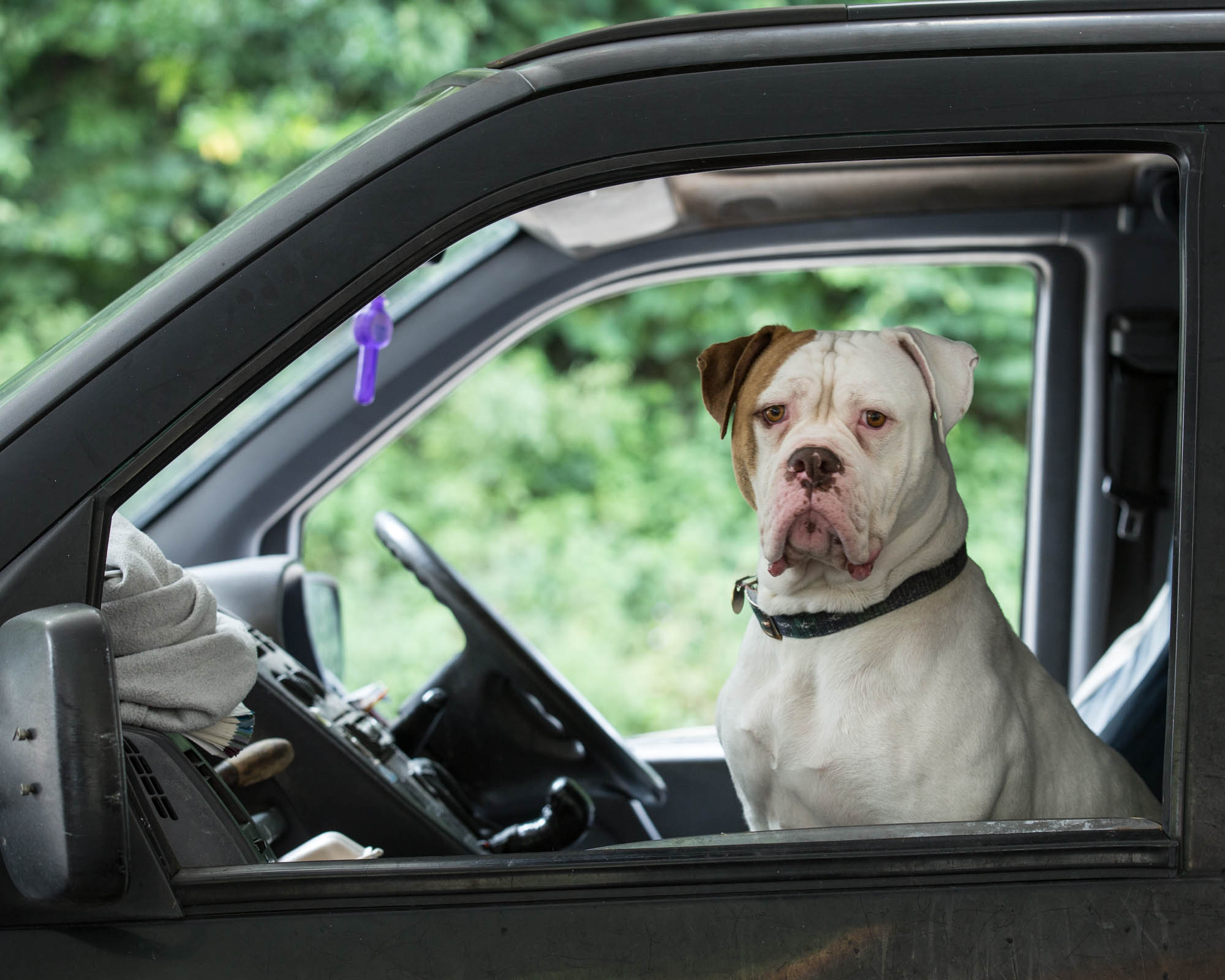 Boxer dog in a Boxer car