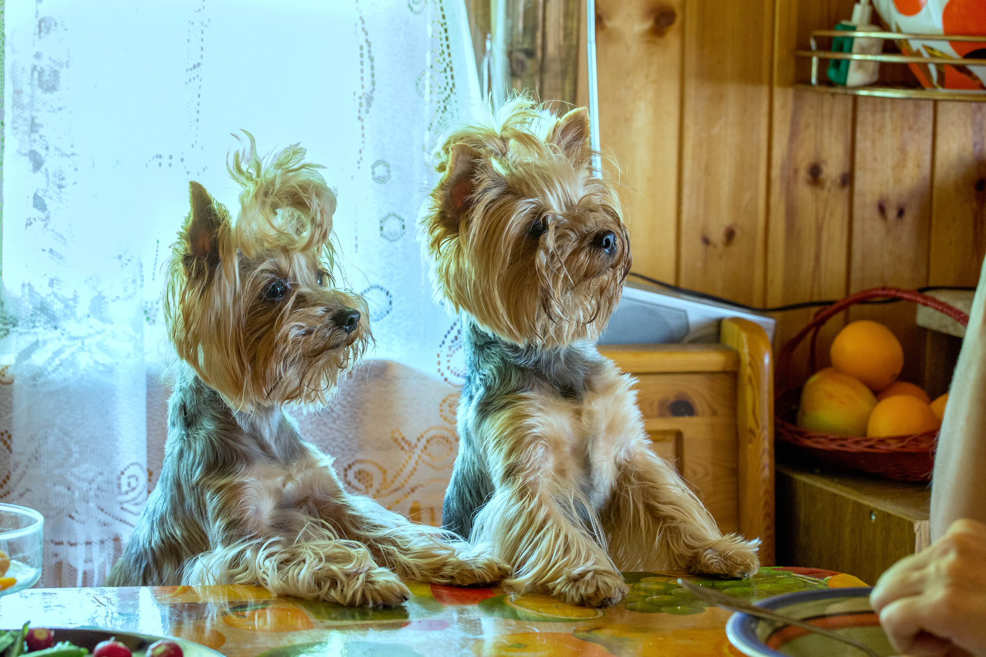 A pair of Yorkshire terriers