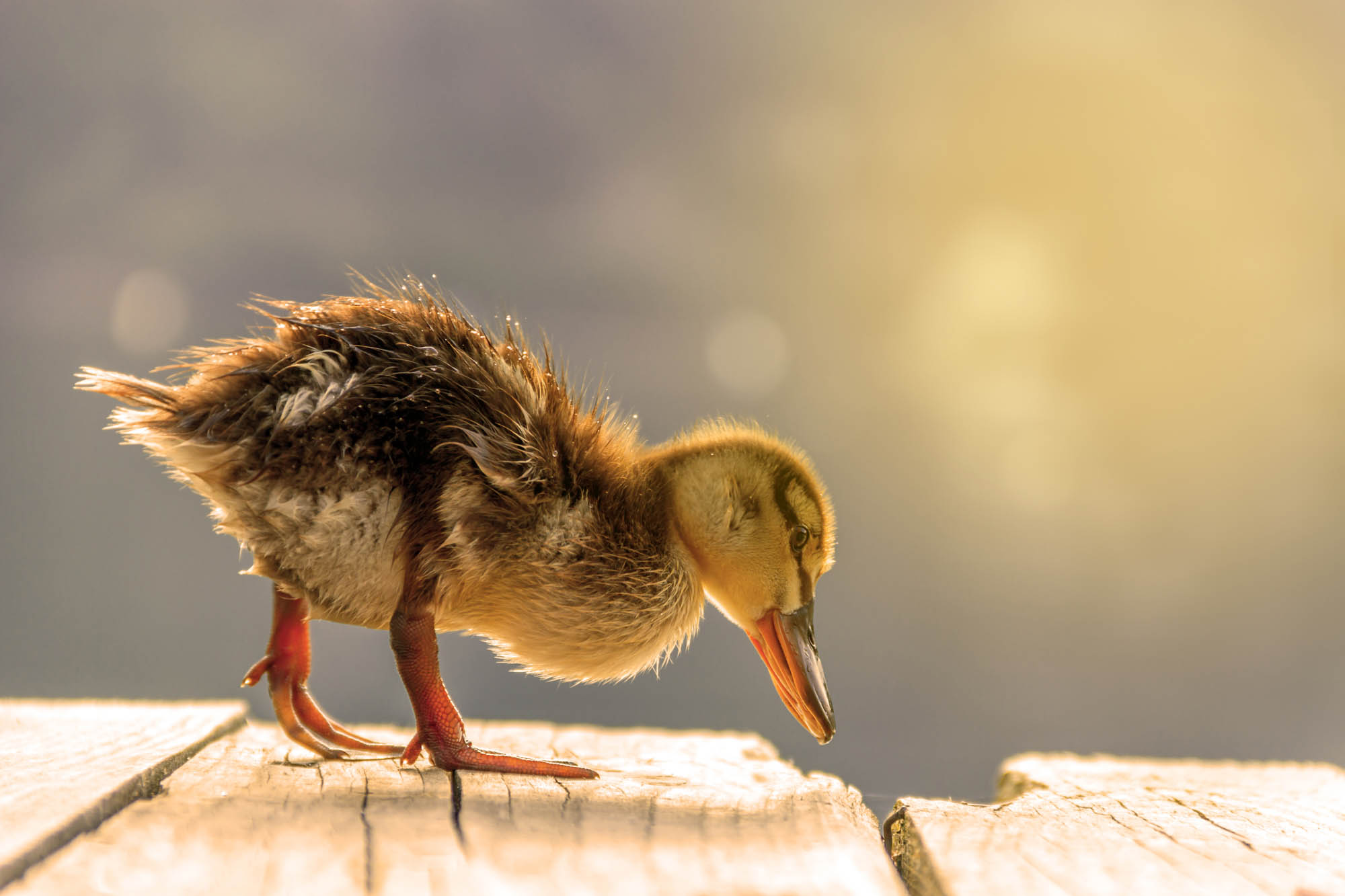 A cute duckling at sunrise