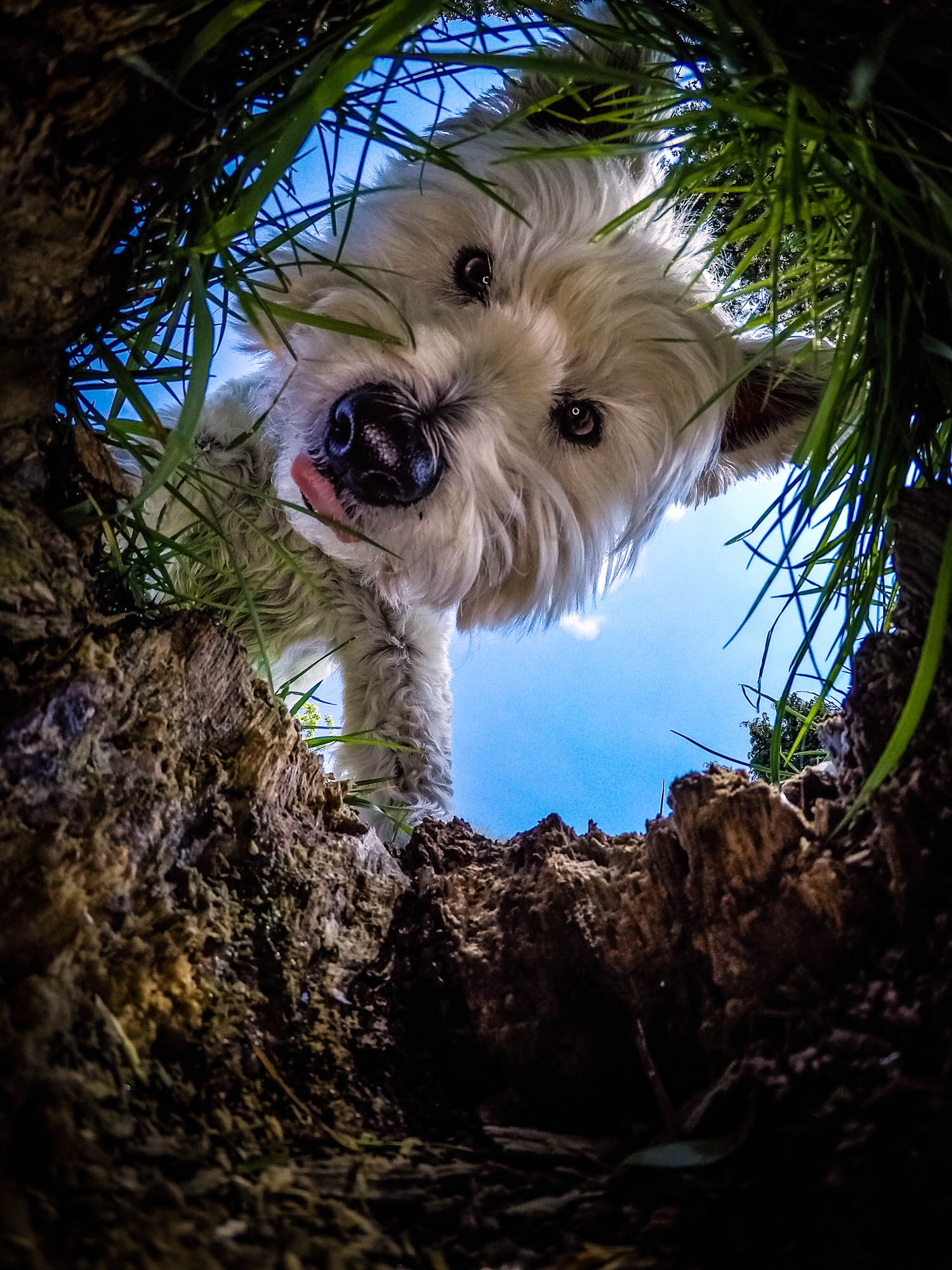A West Highland White Terrier dog peers into a rabbit hole