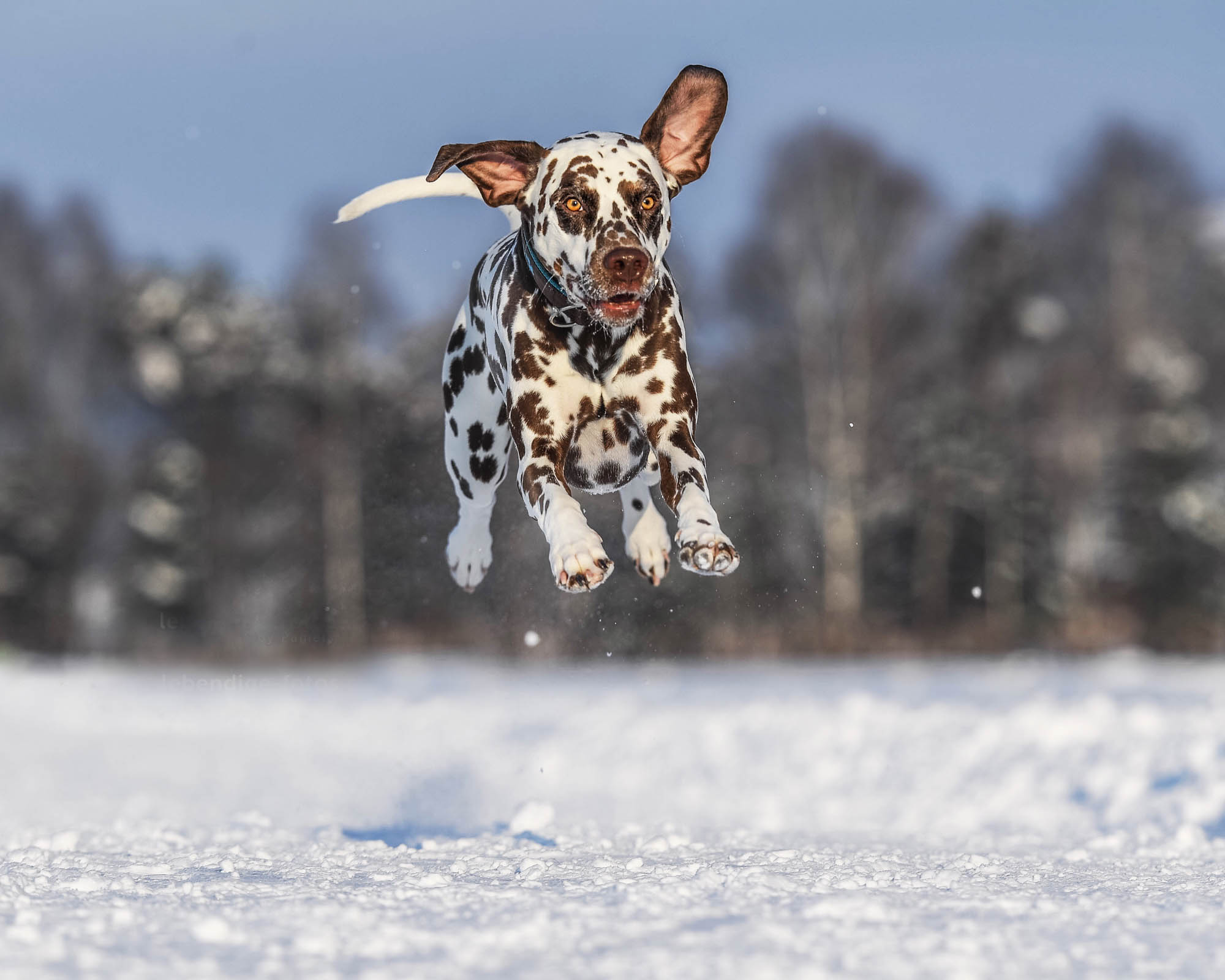 A Dalmatian dog jumping in the snow