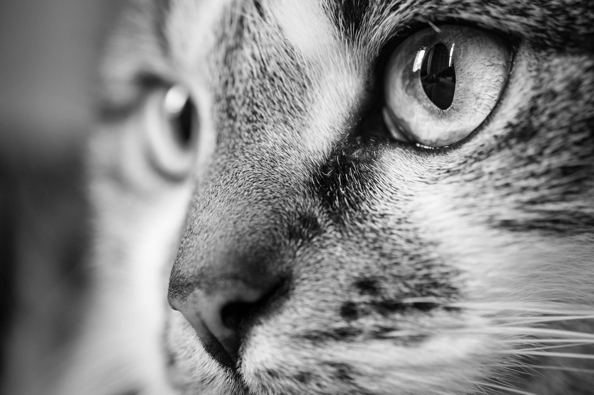 Close up image of the cat taken with an XF 60mm