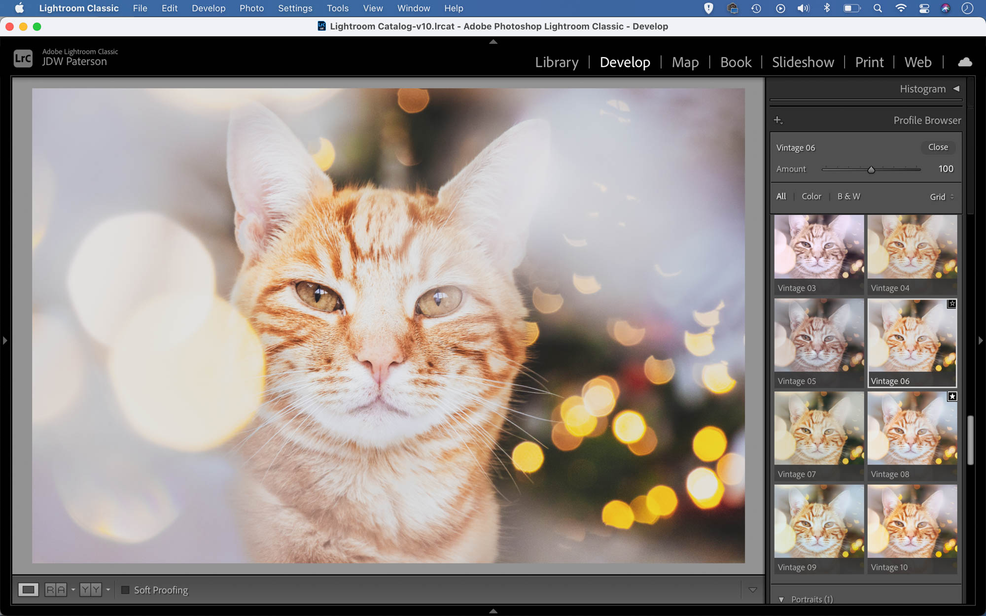 Giving a cat portrait a vintage look in Lightroom
