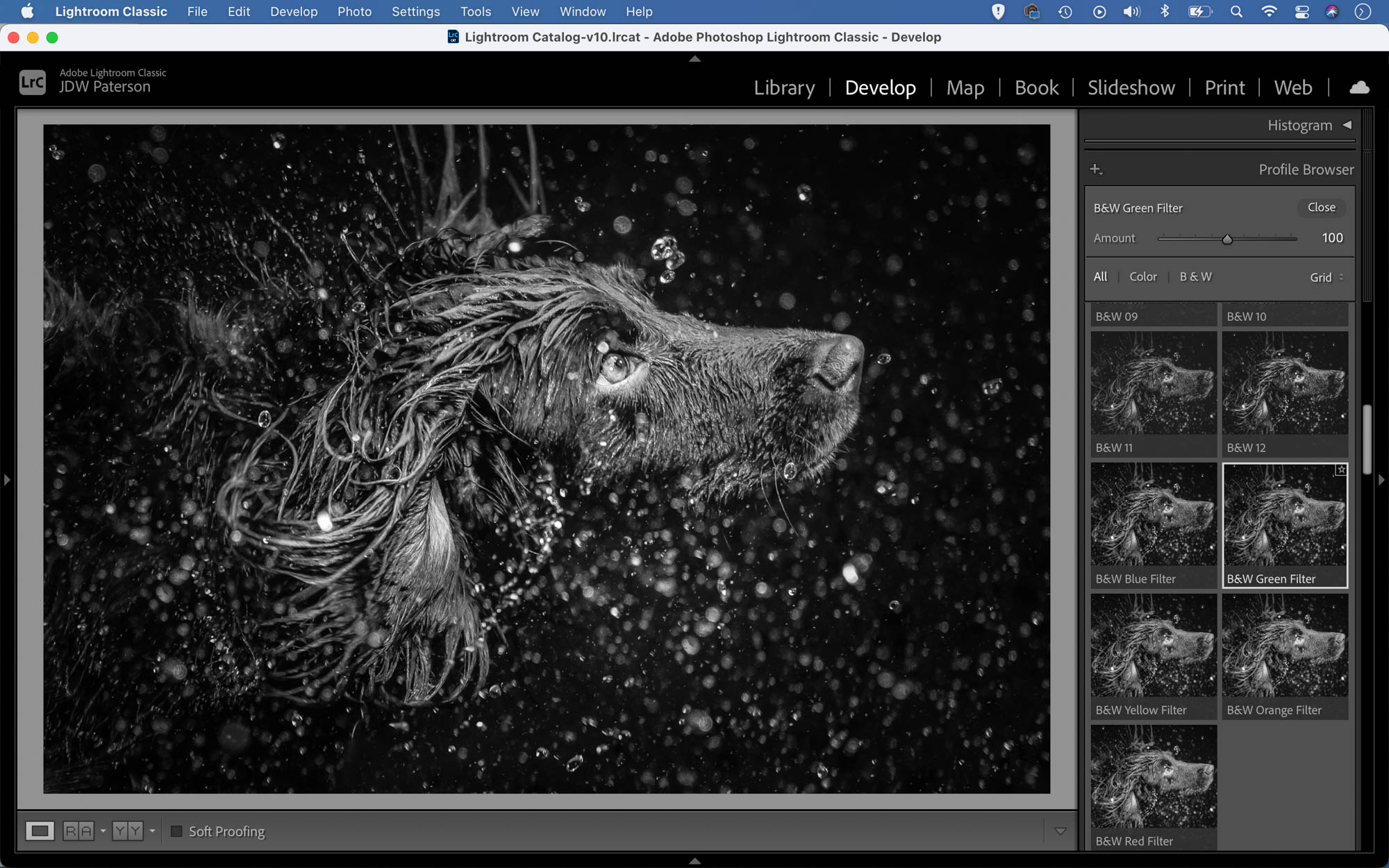 Converting a dog portrait to black and white in Adobe Lightroom