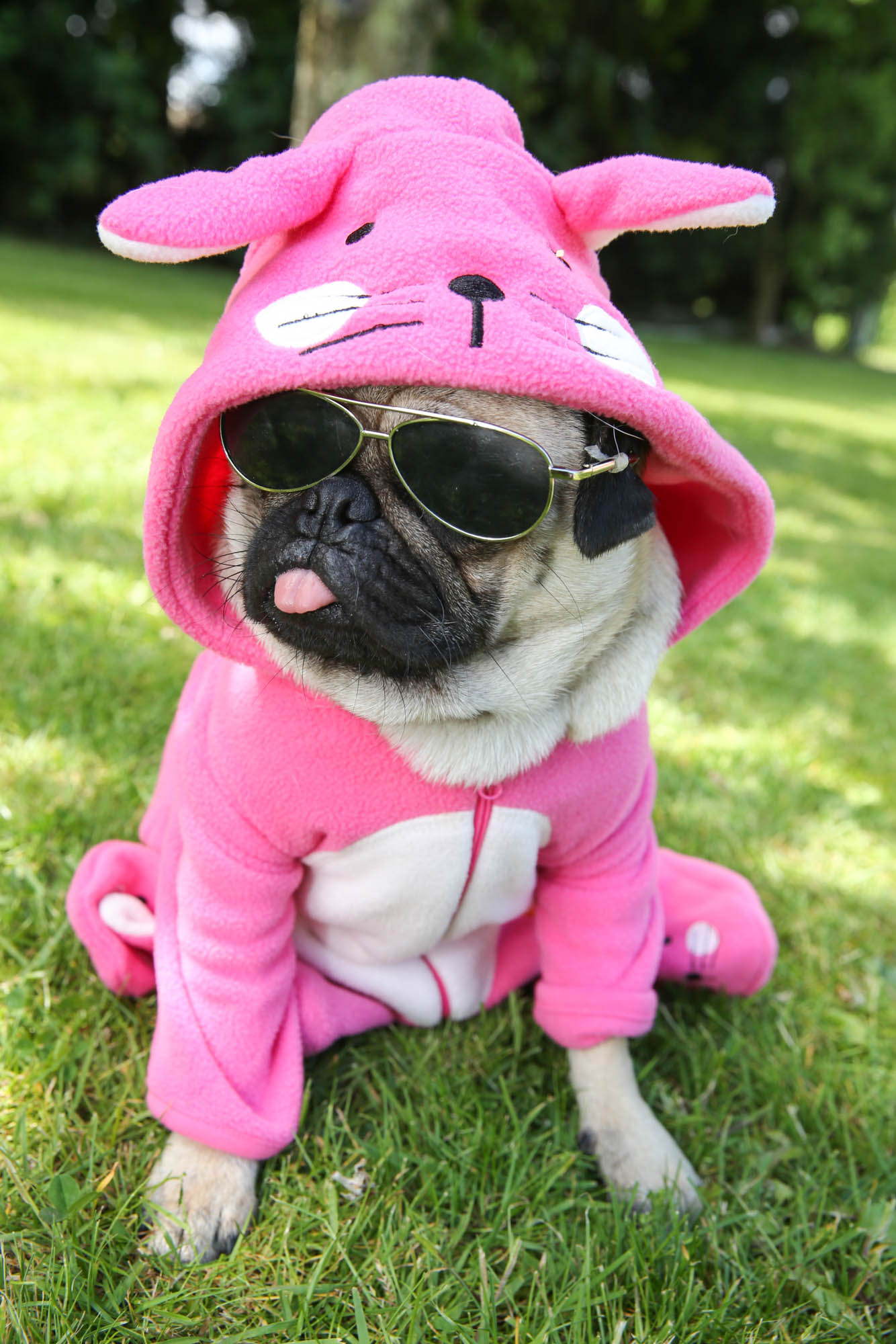 A dressed up pug with its tongue stuck out