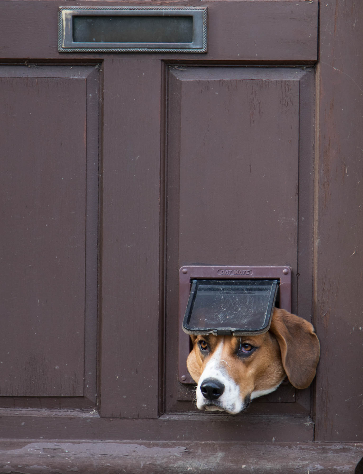 Dog looking into street through a catflap