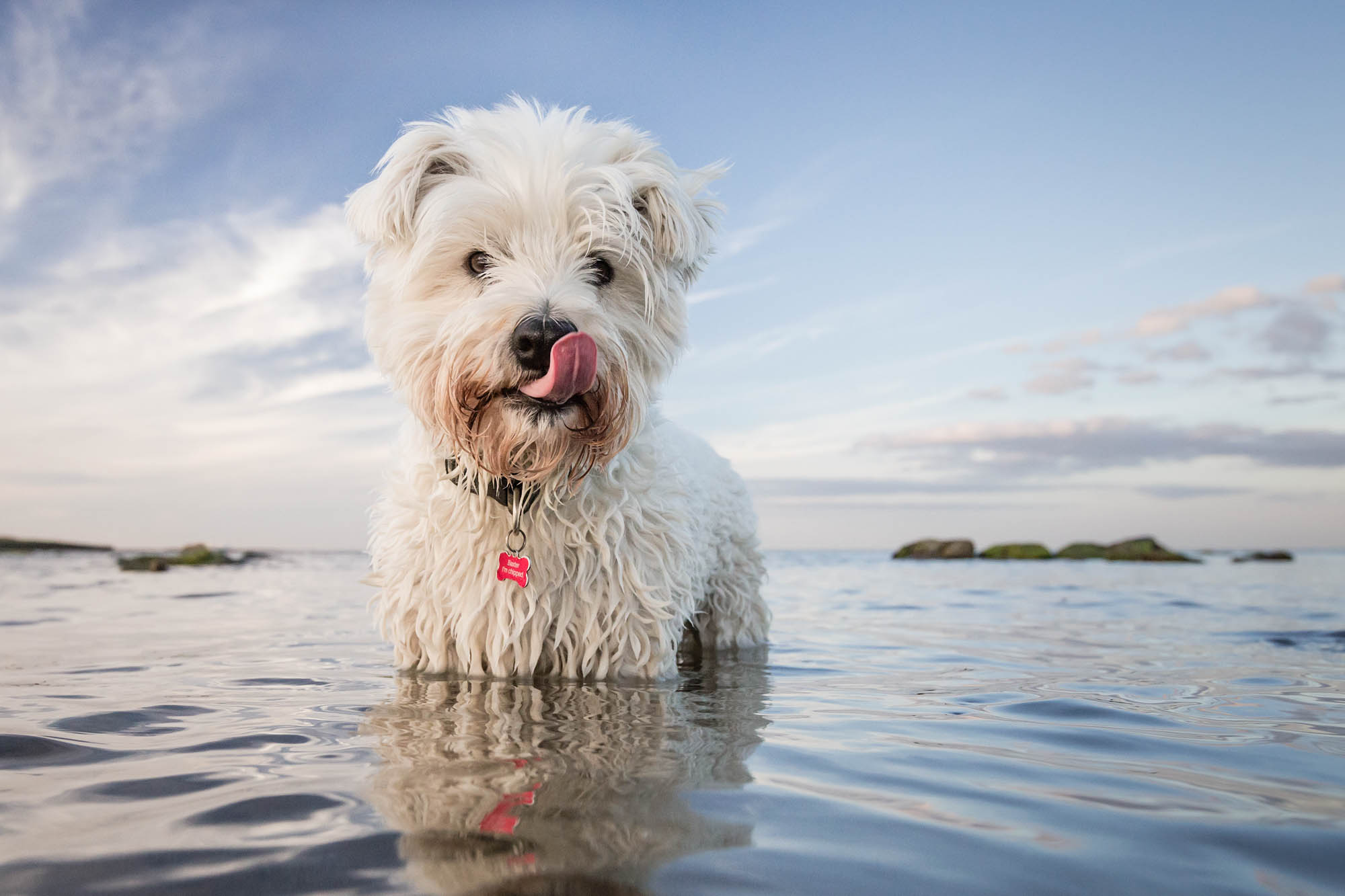 A West Highland White Terrier dog licks his nose whilst posing for the camera in a calm sea at sunset.