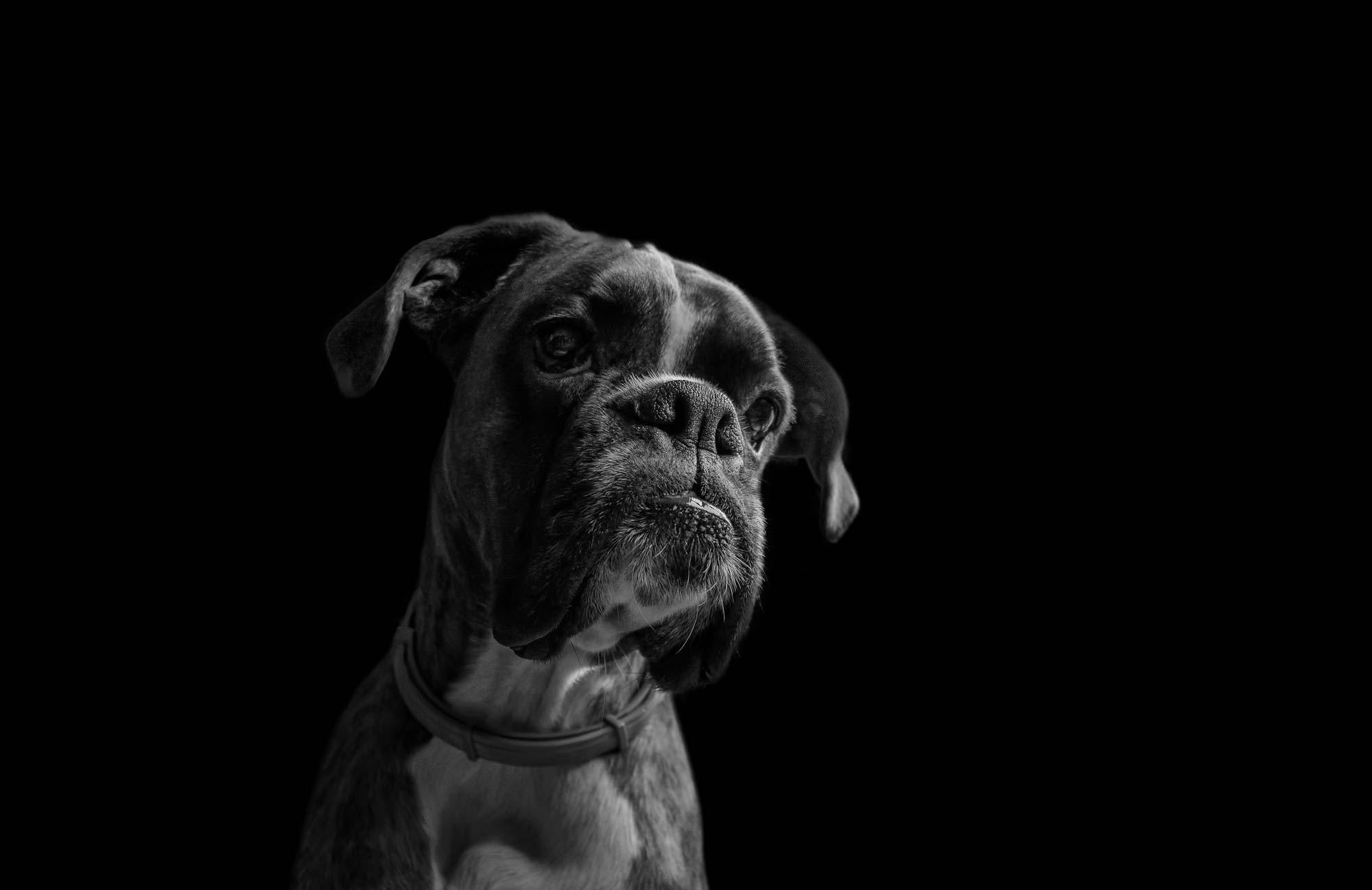 Boxer dog portrait in black and white