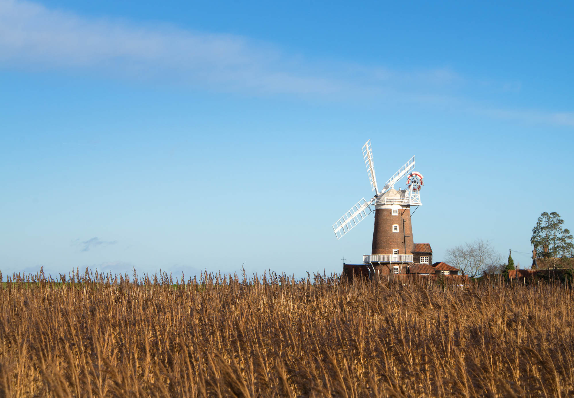 A view over the reeds to the windmill at Cley Next The Sea in Norfolk.