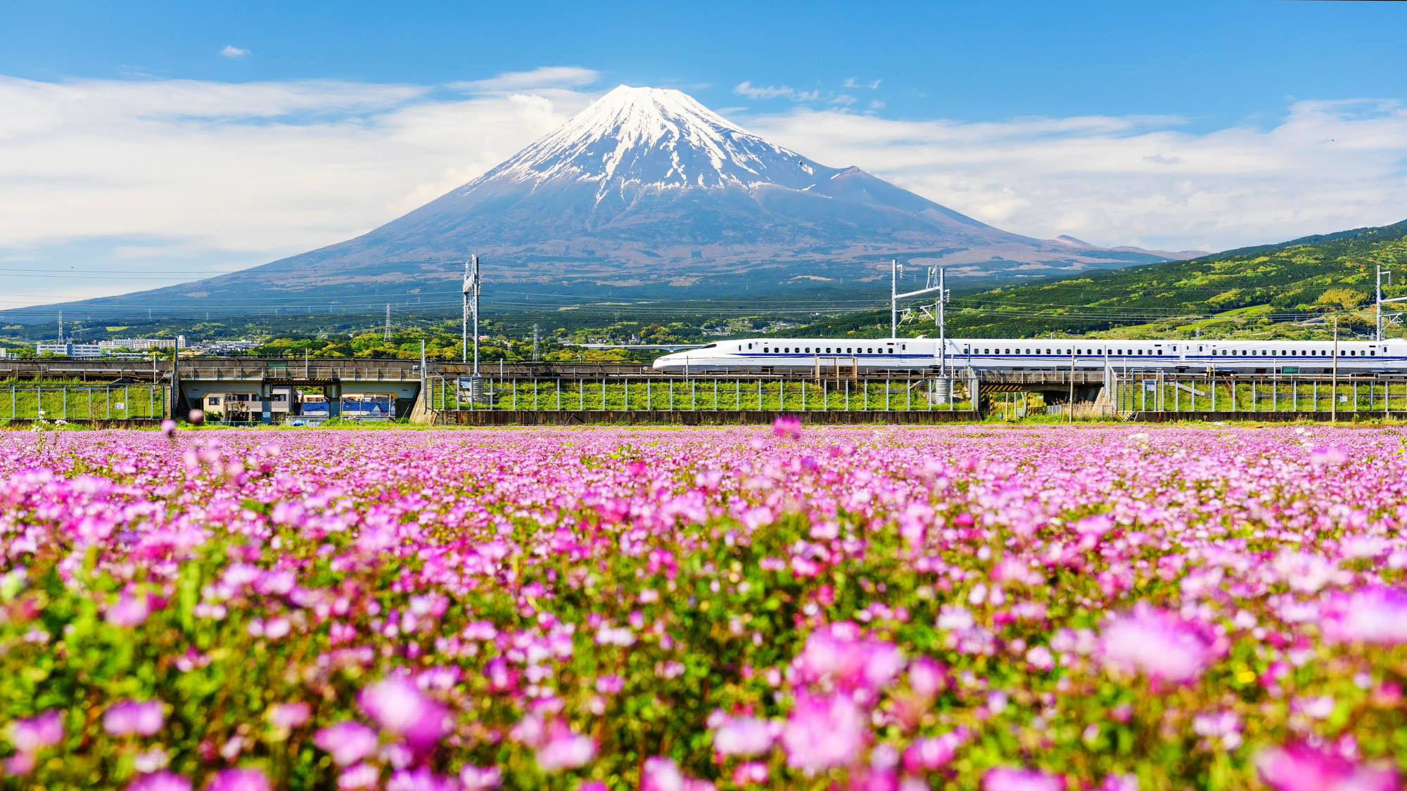 Shinkanzen or 'Bullet train' passes Mt. Fuji and Shibazakura during Spring, Shizuoka, Japan