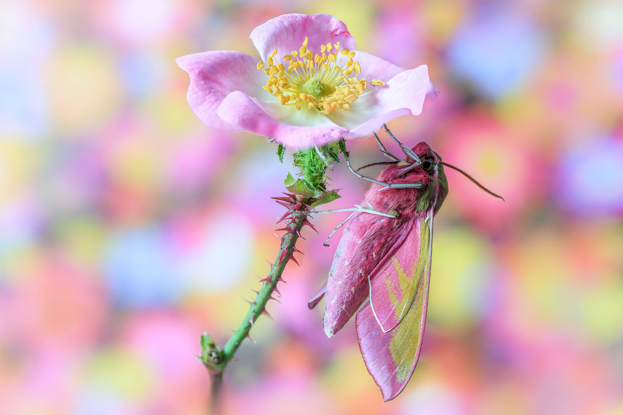 Close up of an Elephant hawk moth with an out of focus background