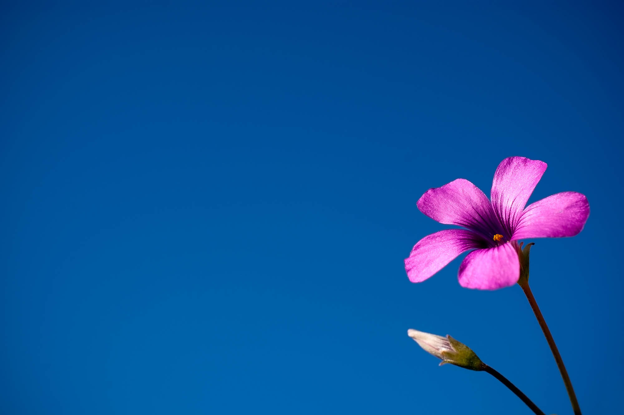 A purple flower against a clear blue sky in the summer