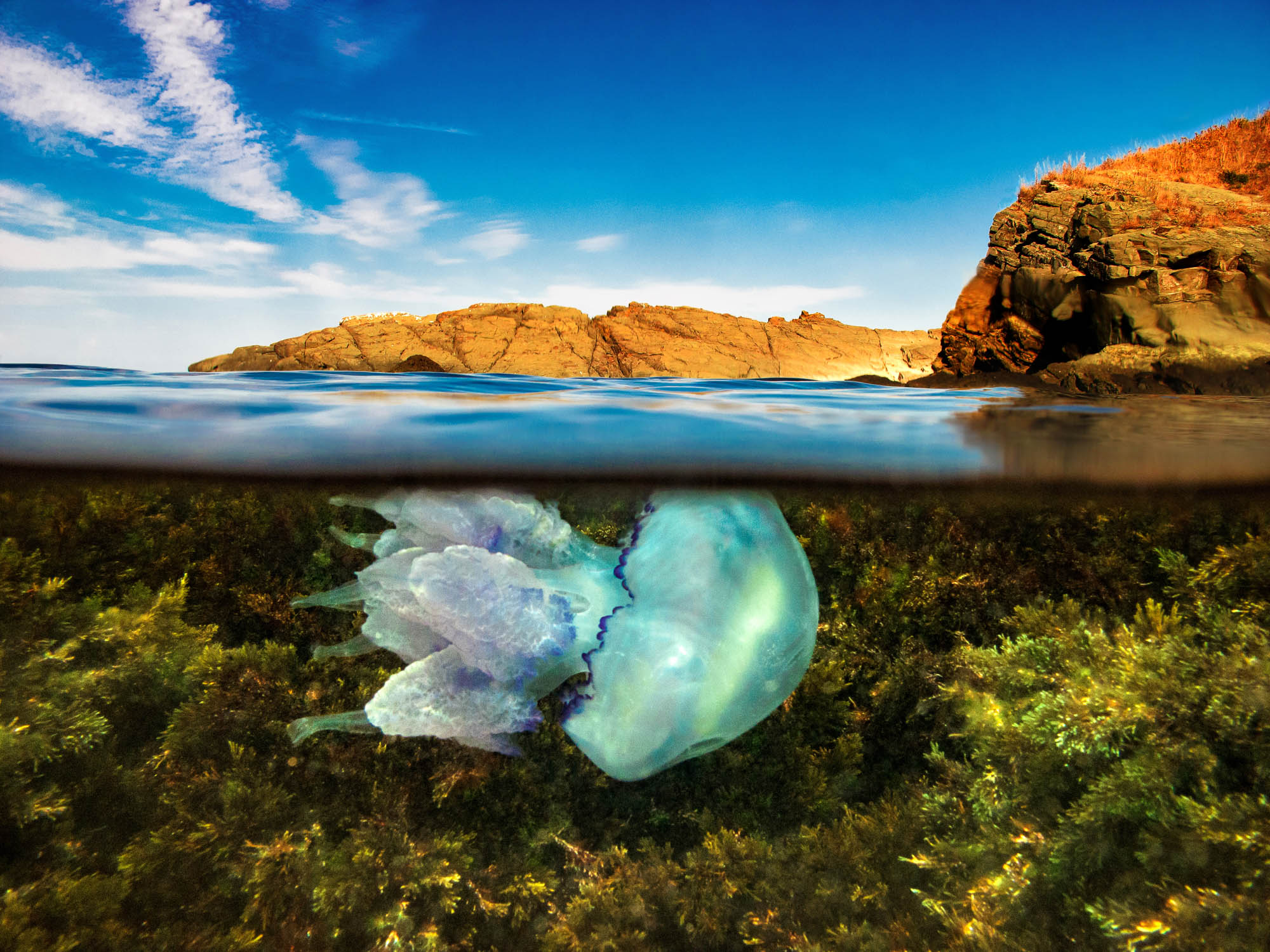 A split level photo of reef with Jellyfish underwater with blue sky and rocks above water.