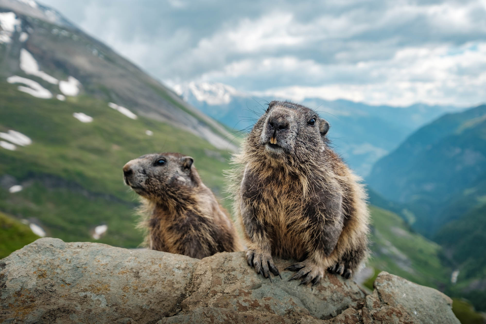 Marmots photographed with a wide angle lens near Grossglockner in Austria.