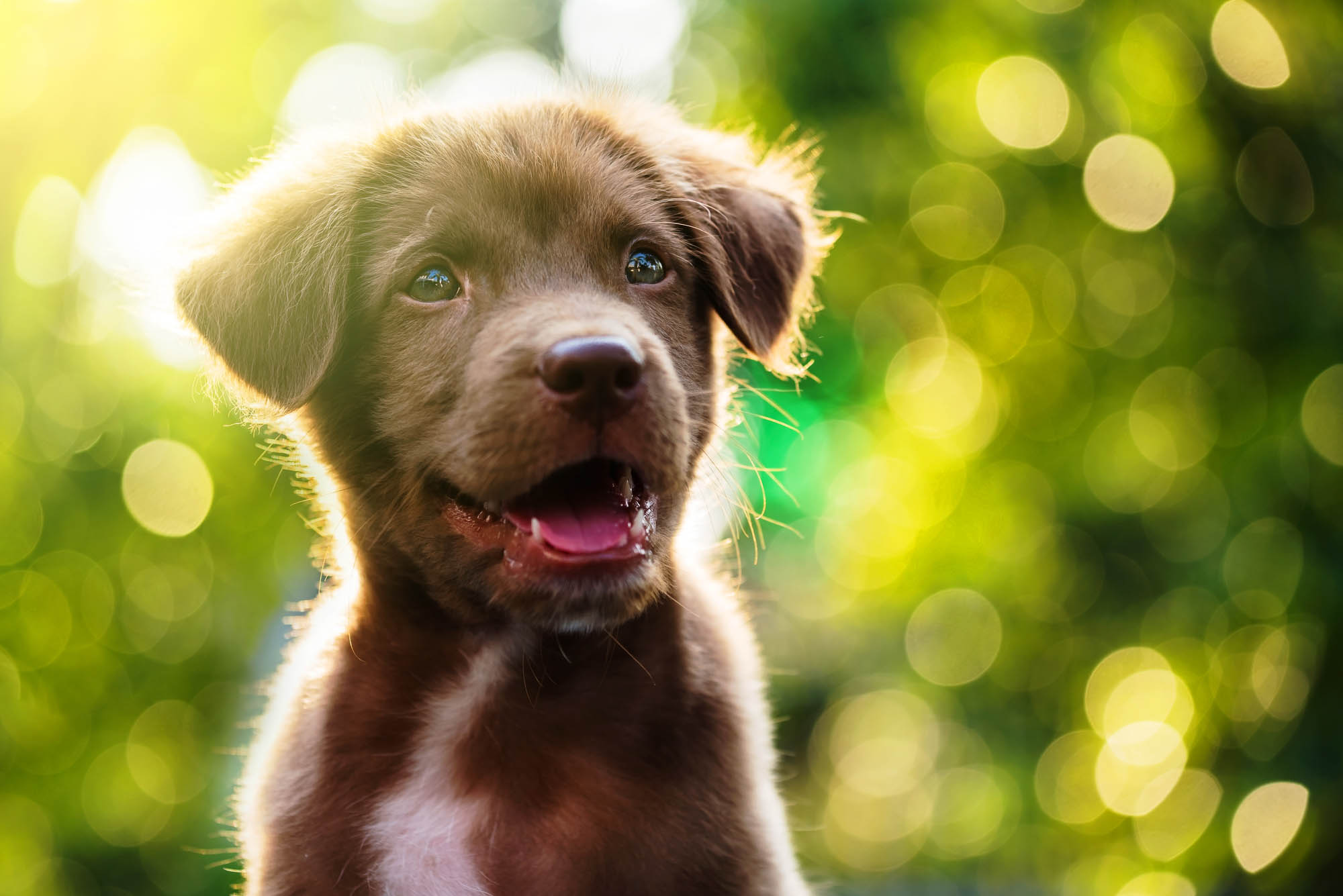Adorable Labrador puppy dog portrait with light bokeh abstract background