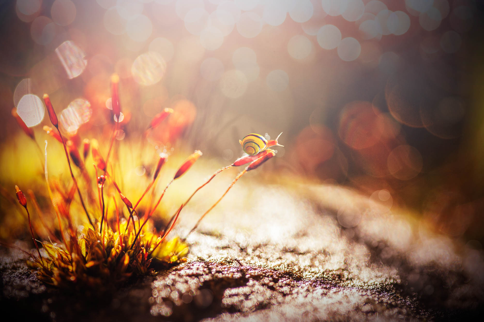 A snail with bokeh background blur