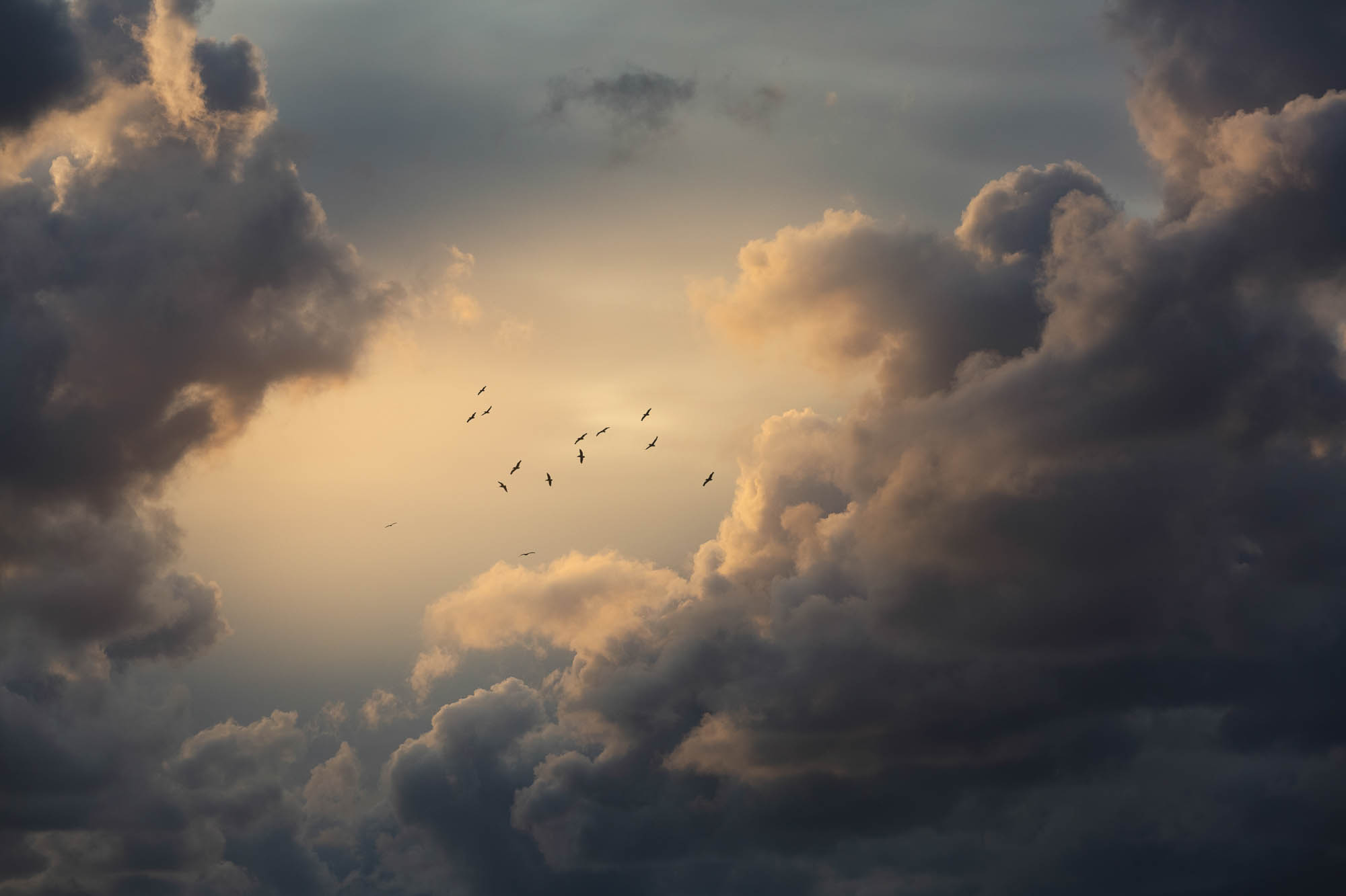 Birds heading south through the clouds at sunset