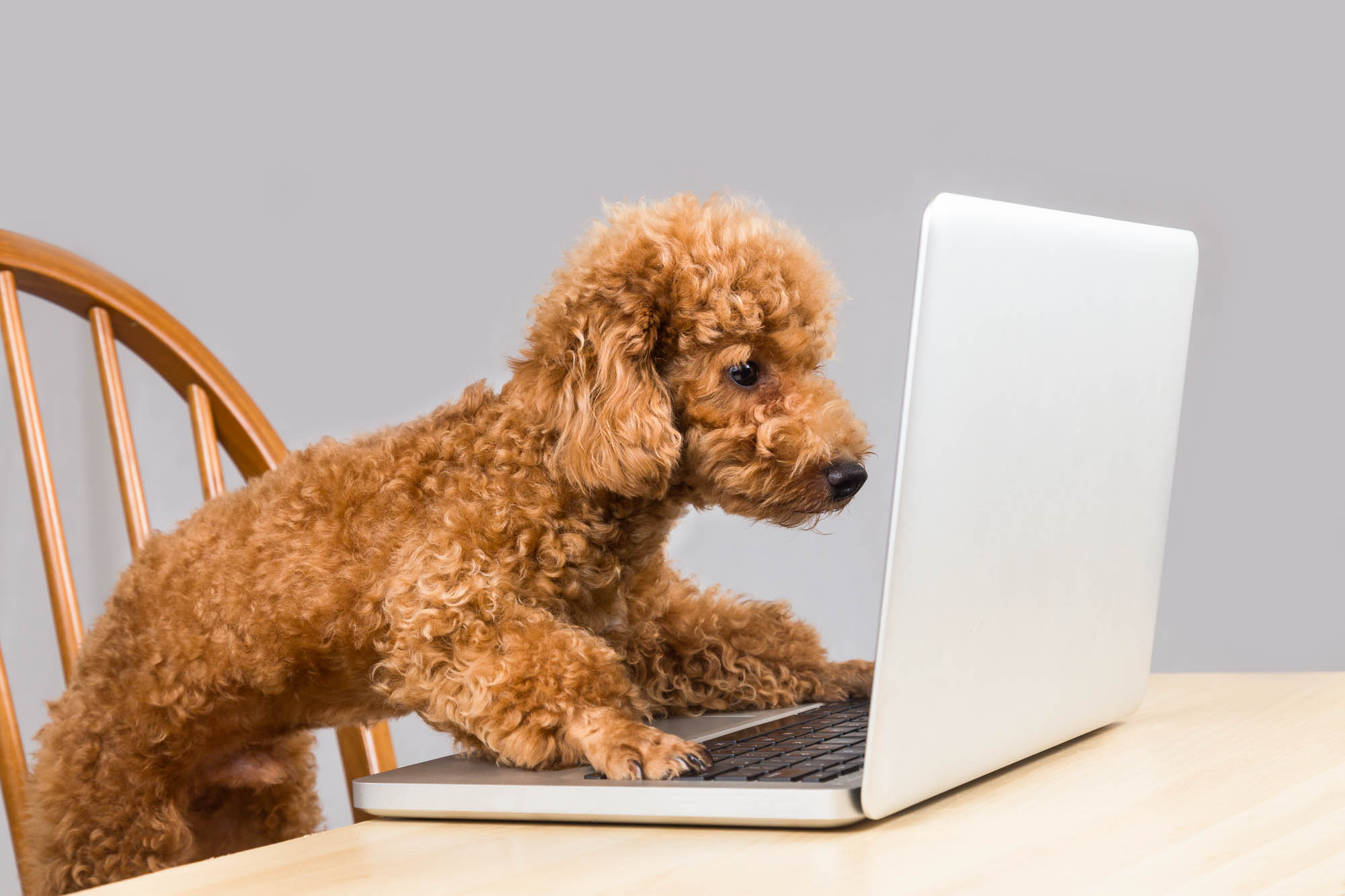 Eager dog looking at a laptop screen