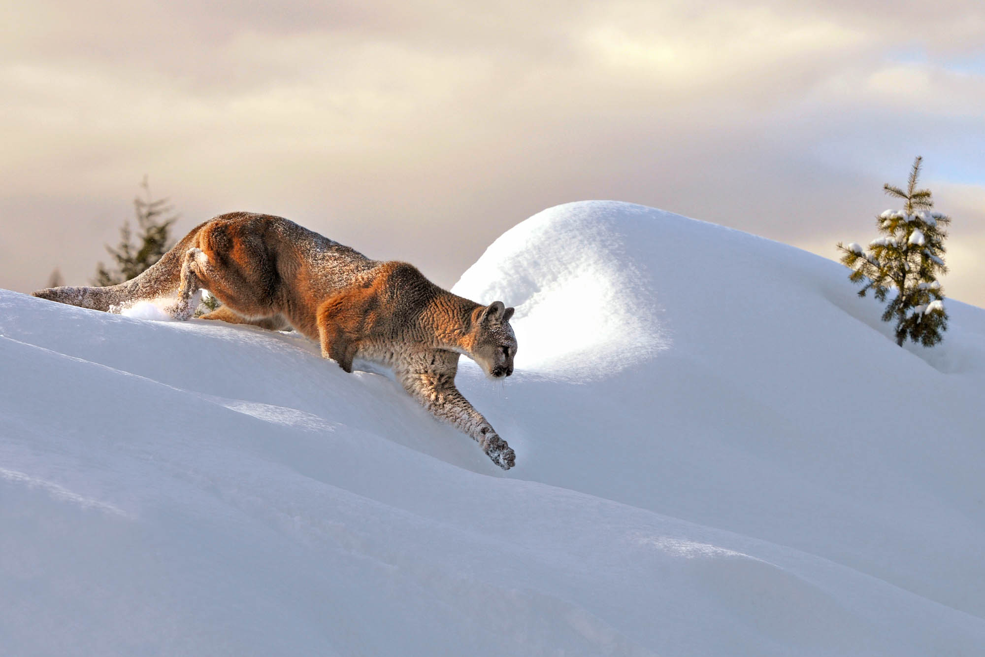 Mountain Lion cresting ridge in the winter captured with a telephoto lens