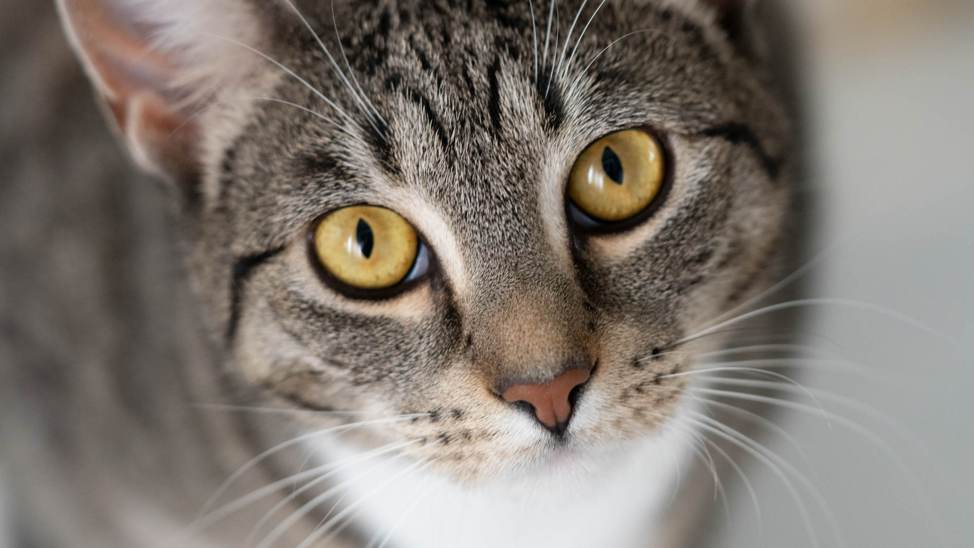 A gorgeous candid portrait of a tabby cat looking up at the camera. Shot with a Sony a6600 and FE 2.8/90mm Macro G OSS lens.