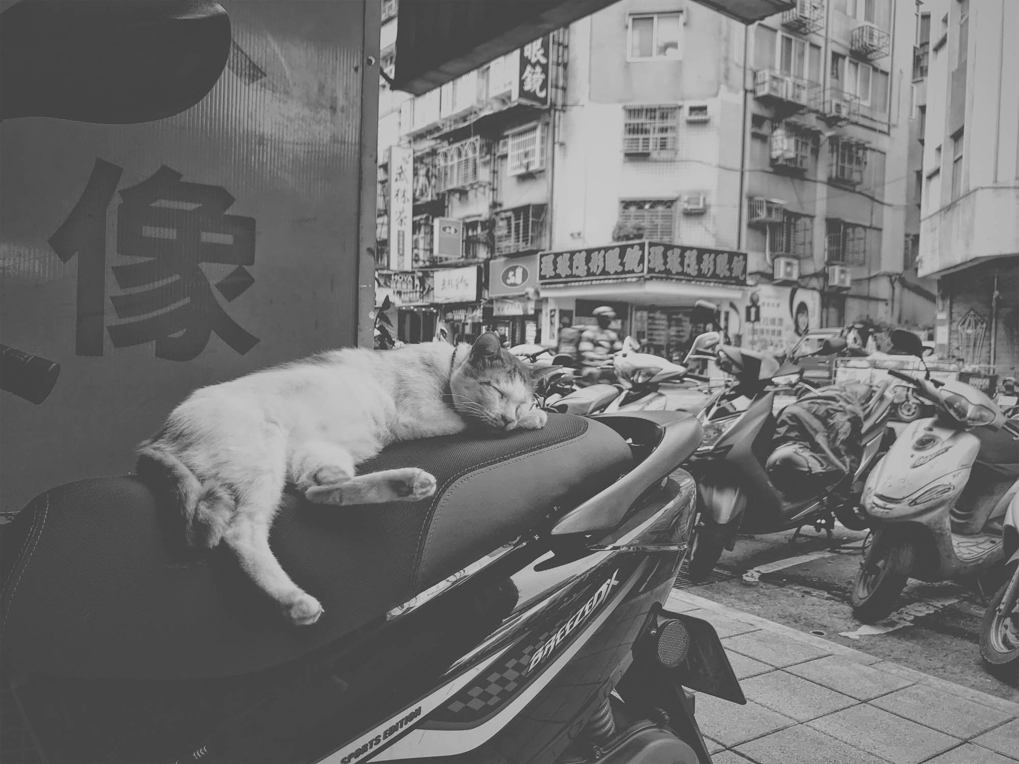 Street cat in Taipei, Taiwan, captured on an iPhone 7