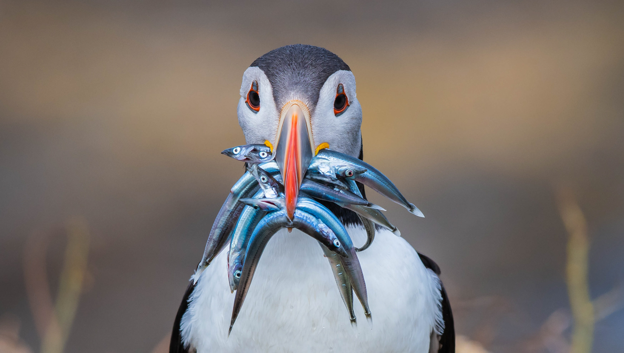 Zoomed in portrait view of a puffin.