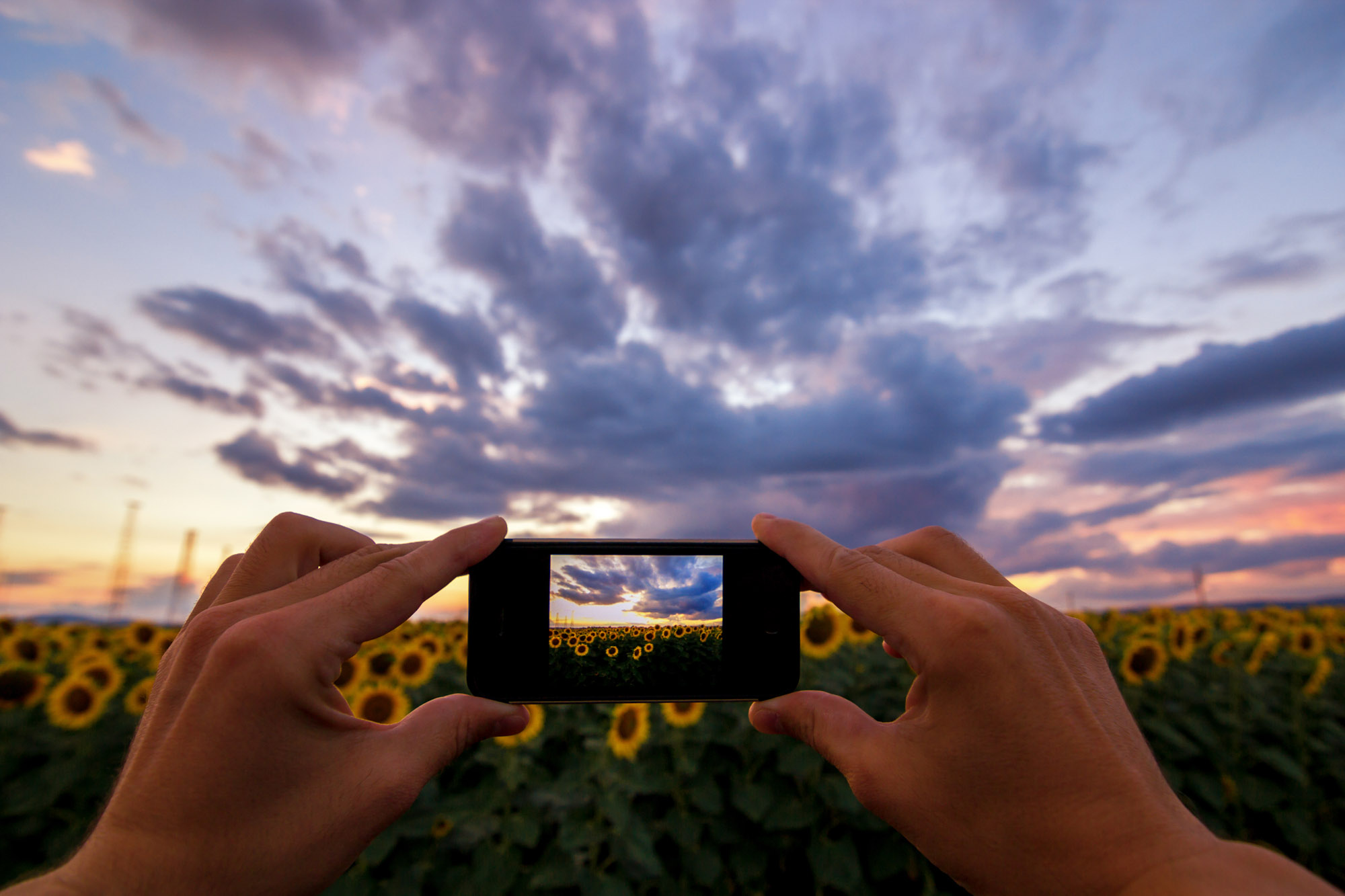 Taking a photo of a beautiful sunflower field at sunset