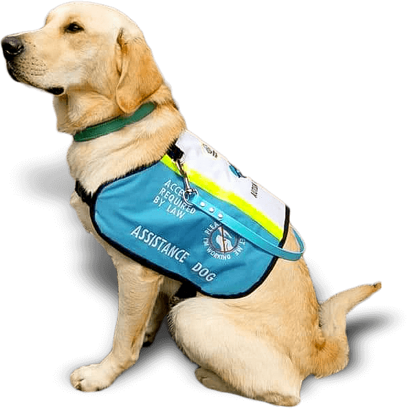 Working dog in harness