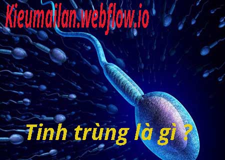 Tinh trùng là gì? Đôi điều về tinh trùng ai cũng nên biết