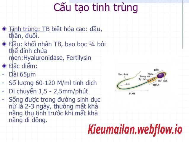 Tinh trùng là gì? Đôi điều về tinh trùng ai cũng nên biết