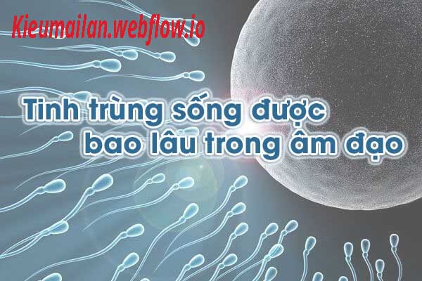 Tinh trùng là gì? Đôi điều về tinh trùng ai cũng nên biết