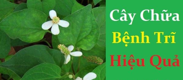 các loại cây thuốc chữa bệnh trĩ
