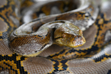 florida animal attack personal injury lawyer
