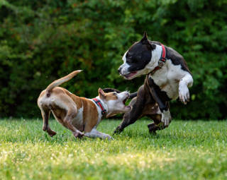 animal bite personal injury lawyer south florida