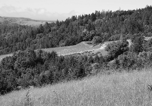 Doc's Ranch Sonoma Coast Pinot Noir | Doc's Ranch Vineyard